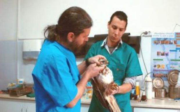 Elsősegélyt nyújtanak a sérült vadállatoknak