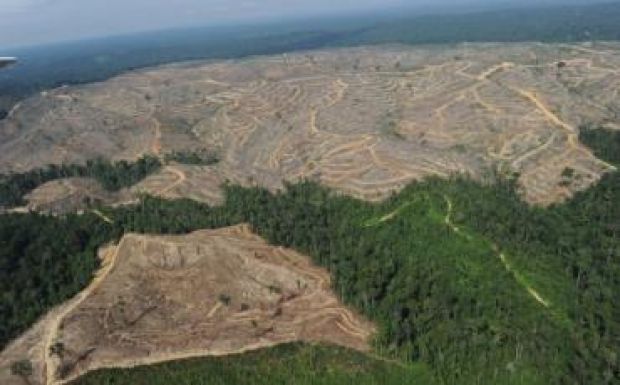 Online is jelenthető a falopás
