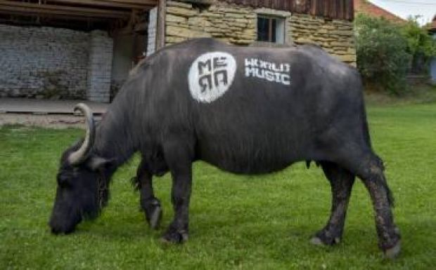 Jámbor, a bivaly már készen áll a mérai világzene-fesztivál kezdésére