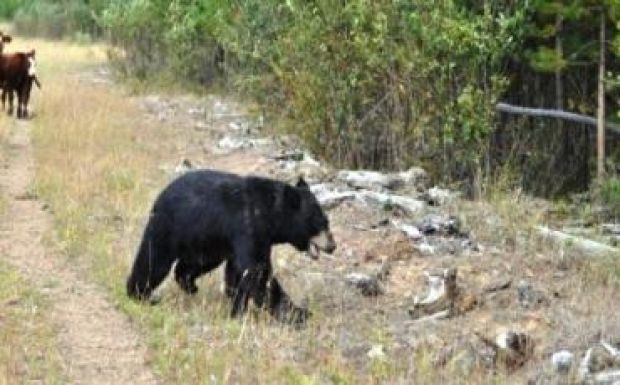 Medve támadt egy kislányra a Hargita megyei Nagytusnádon