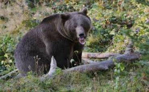 Még mindig keresik a Salamon-kőnél támadó medvét