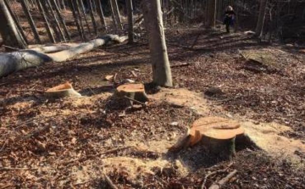 Csibi Magor: az ingyenes védelem mellett támogatást is kellene adni az erdőtulajdonosoknak