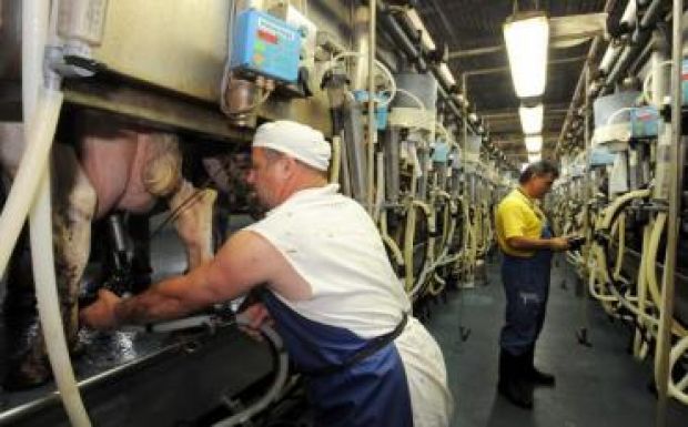 Termelői szervezetekkel javítanának a tejipar helyzetén