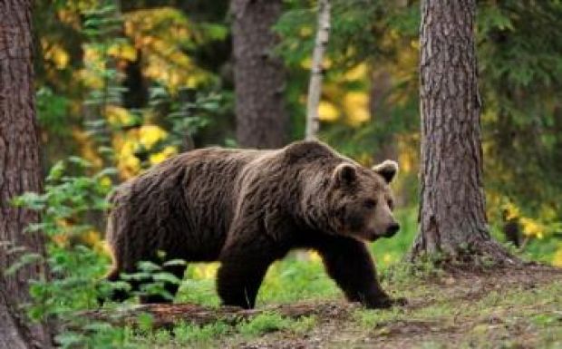 Tavaly 170 ezer lejnyi kárt okoztak a medvék Kovászna megyében