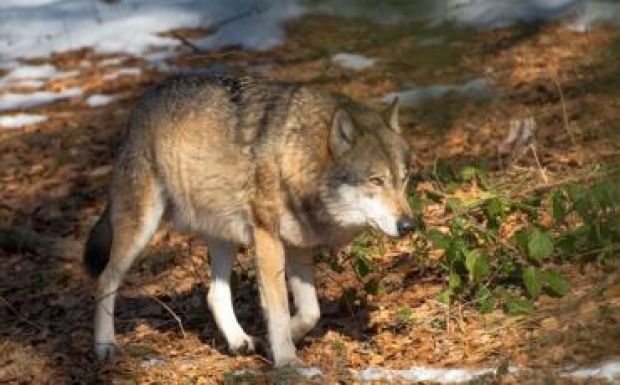 Egyre több a farkastámadás Székelyföldön