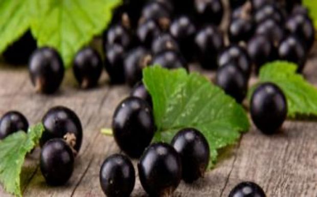 Egyre több Hargita megyei mezőgazdász termeszt fekete ribizlit