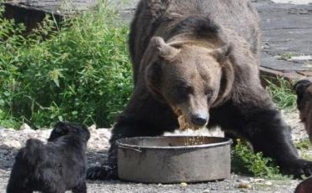 FRISSÍTVE: Szabadon engedték a ratosnyai kislányt megtámadó medvét