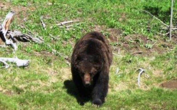 Már Csíkszereda határában támadnak emberre a medvék – van-e megoldás?