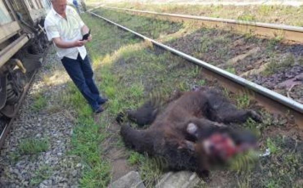 „Aggasztó, hogy a medvék már a vasútállomásokon járkálnak”