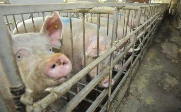 Készenlétben a szatmári hatóságok, sertéspestis ütötte fel a fejét a határ közelében