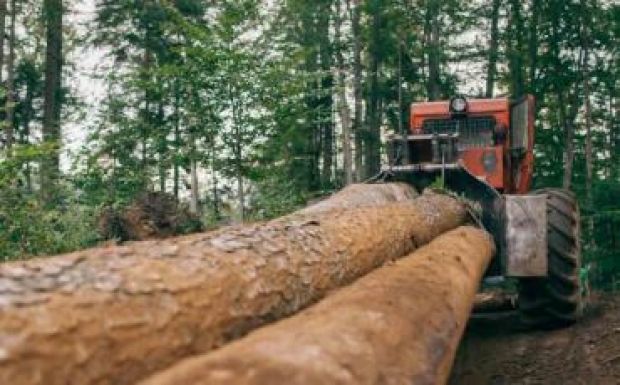 Greenpeace: nagyot csökkent tavaly az erdészeti bűncselekmények száma