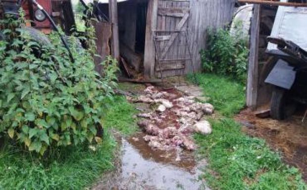 Medve csapott le szombat éjjel az állatokra Etéd községben is