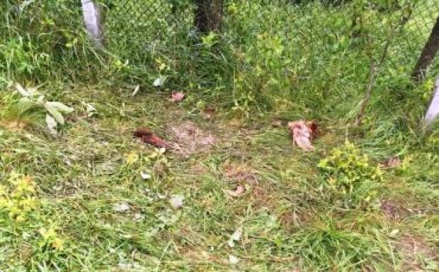 Három nap alatt háromszor pusztított a medve Bögözben