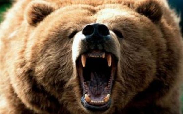 Már fényes nappal is emberre támad a medve Hargita megyében