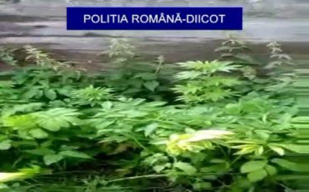 Drogkereskedőkre csapott le Háromszéken a DIICOT