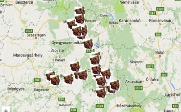 Maros megye is határozott lépést sürget a medvekérdésben