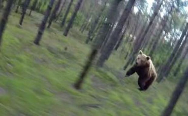 Medvék kergetik a háromszékieket