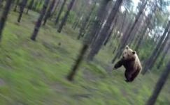 Medvék kergetik a háromszékieket