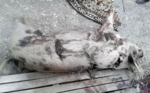 Másfél mázsás disznót ölt meg egy medve Buzău megyében