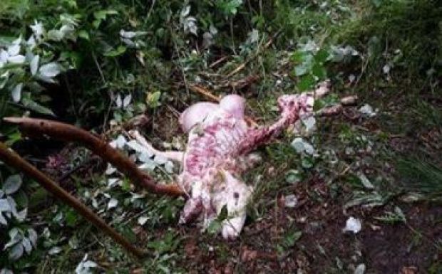 Már nem telik el nap medvetámadások nélkül Hargita megyében