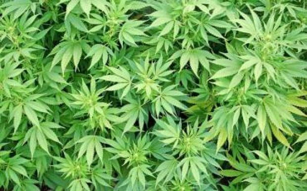 Nagyszabású drogellenes akciót hajtott végre a rendőrség