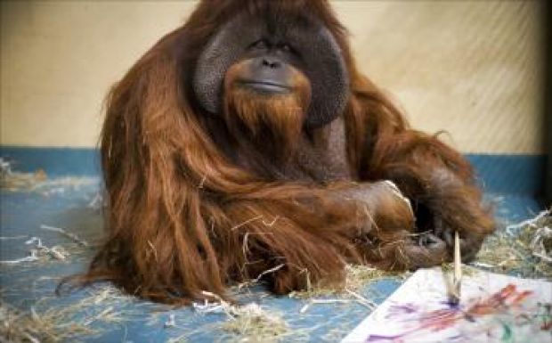 Elpusztult Chantek, a jelnyelvet használó orangután