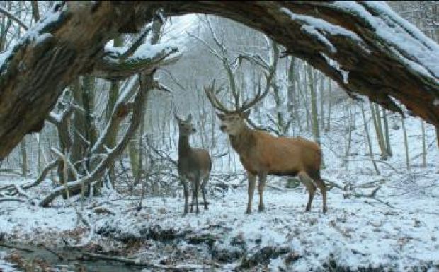 Eldőlt, hogy melyik filmet nevezi Oscar-díjra Magyarország