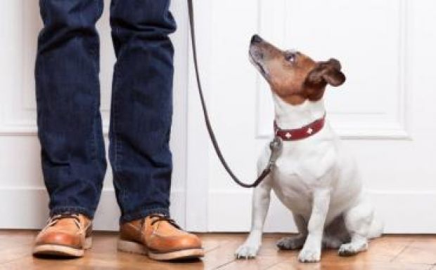 Madarat tolláról, embert kutyájáról – kutyapszichológiával foglalkozó szakemberrel beszélgettünk