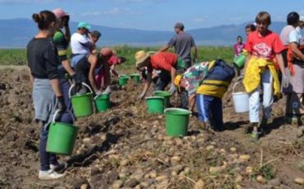 Rekord krumplitermésre számítanak Kovászna megyében