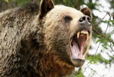 Emberekre támadt a medve a tömbházuk előtt Fogarason