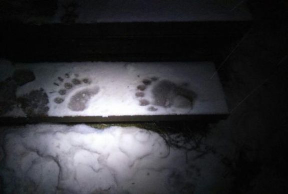 Nem hagyja magát: ismét megpróbált behatolni a medve a menedékházba