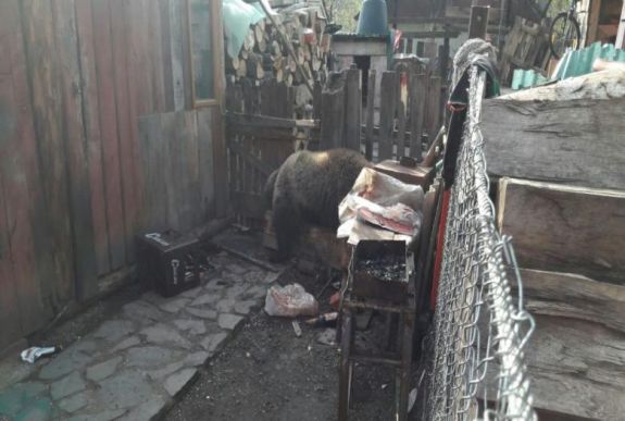 Saját udvarán támadt egy férfire a medve Prahova megyében