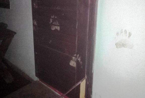 Betört egy medve a Bucsin-tetői menedékházba