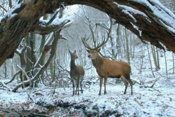Fődíjat nyert a Testről és lélekről egy lengyelországi nemzetközi filmoperatőr-fesztiválon