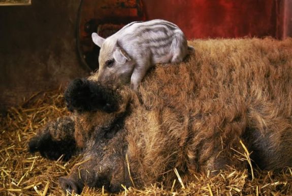 Ingyen malacot ígért a gazdáknak a szakminiszter