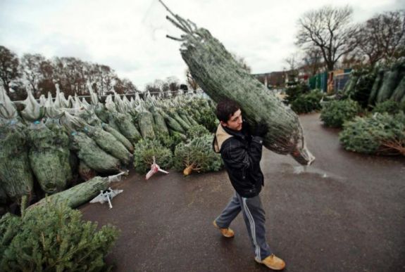 Székelyföldön is több az import karácsonyfa, mint a helyi fenyő