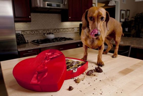 Jelentősen megnő a csokoládémérgezés veszélye a kutyáknál karácsonykor