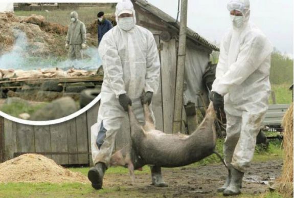 Sertéspestis: 13 állatot áldoztak fel egy Szatmár megyei háztartásban