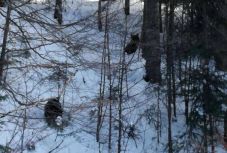 Megrémítették a medvék a turistákat Predealon