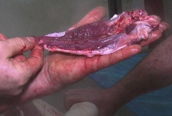 Tömeges trichinella-fertőzés történt Szatmár megyében