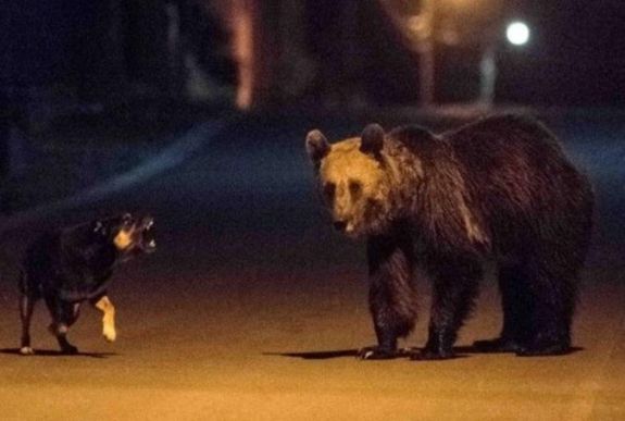 Medve-ügy: uniós támogatásokra is szükség van