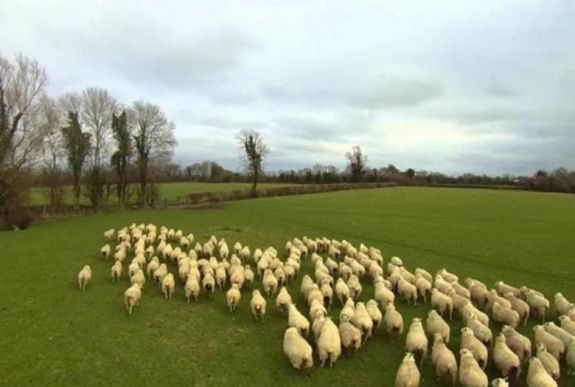 Eurostat: így áll Románia a juhállomány tekintetében