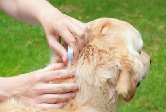 Mindent a kullancsokról - Dósa Gerő állatorvos tanácsai