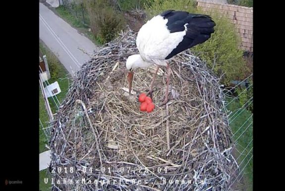 „Piros tojást tojt” Leske gólya Magyarfenesen