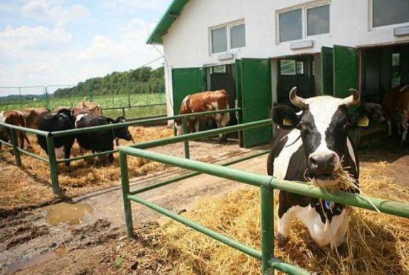Erdélyi magyar gazdák is vannak az ország legnagyobb szövetkezeteiben