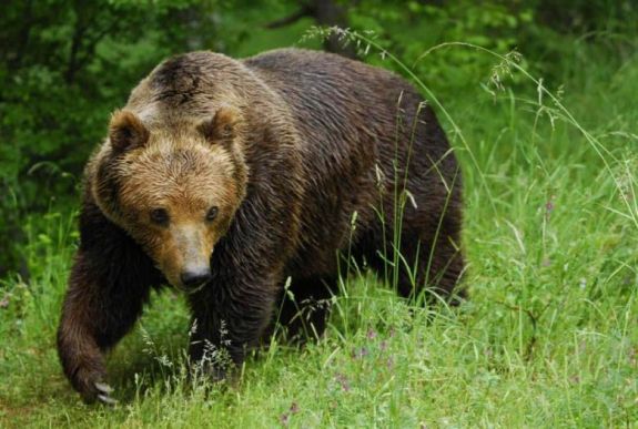 A medvepopuláció megőrzésére dolgoznak ki akciótervet a lakosság bevonásával