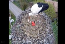 „Piros tojást tojt” Leske gólya Magyarfenesen