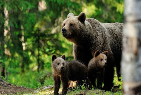 A medve-ügyben az emberi élet védelme az elsődleges Borboly szerint