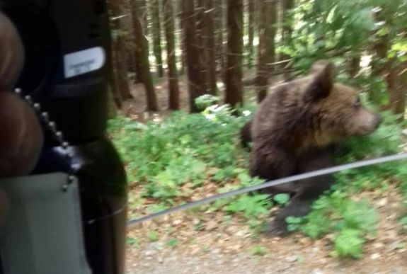 Alig tudták elzavarni a zarándokra támadó medvét a Szent Anna-tó környékéről
