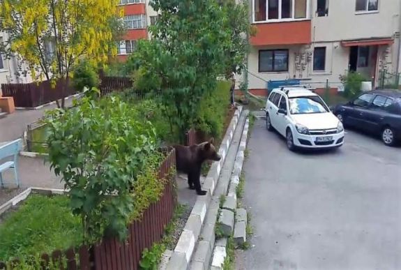 Seprűvel kergették el a medvét a tömbháznegyedből